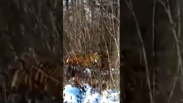 ТИГР В ОКРЕСТНОСТЯХ КОМСОМОЛЬСКА НА АМУРЕ смотреть онлайн