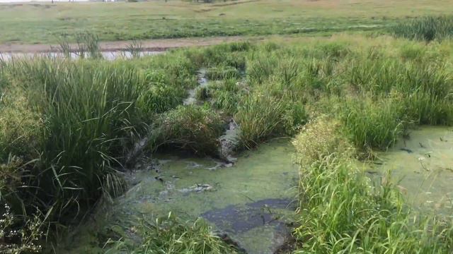 Переплываем озеро 23.07.2016 смотреть онлайн