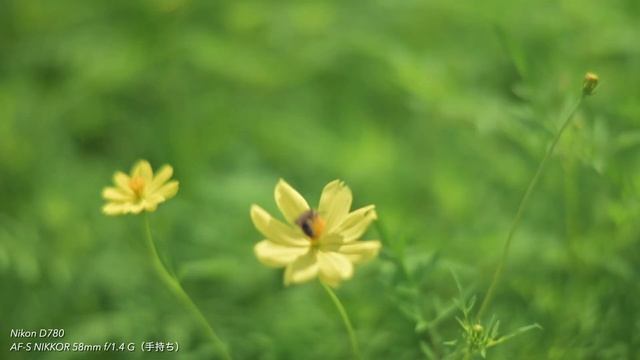 Nikon D780 & AF-S 24mm f/1.4 G ED , 58mm f/1.4 G Test Footage смотреть онлайн