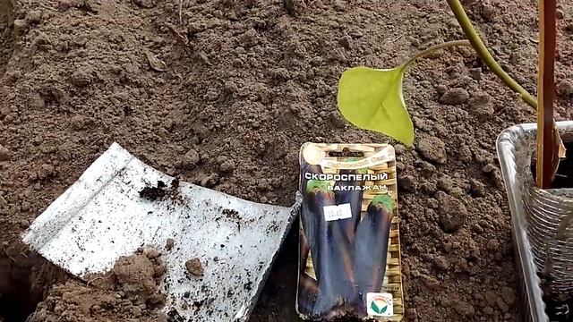 Высадка баклажанов в теплицу. Первый опыт. смотреть онлайн