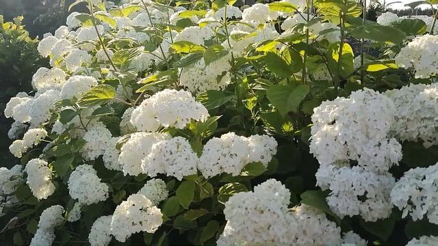 Живая изгородь из гортензий древовидных | Древовидная гортензия: живая изгородь смотреть онлайн