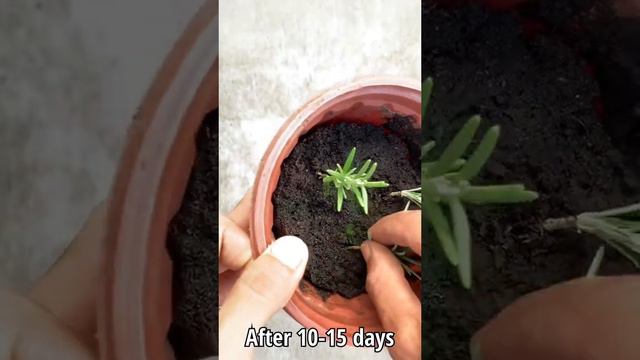 زراعة اكليل الجبل في المنزل смотреть онлайн