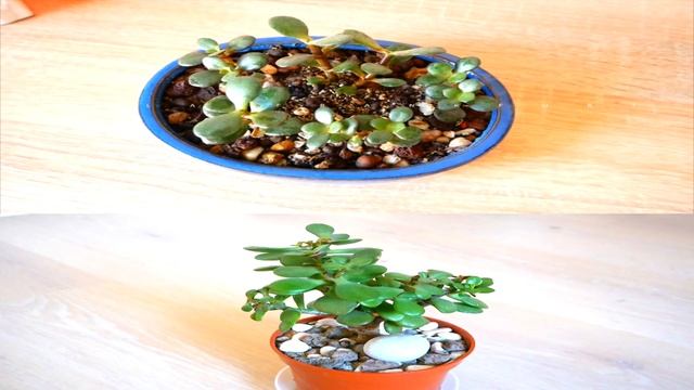 Крона Толстянки (Денежного дерева) НЕ ВЕТВИТСЯ. Какие Причины смотреть онлайн