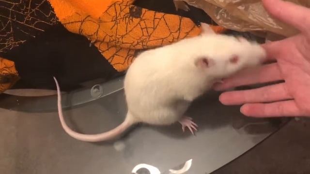 Сказки о Животных