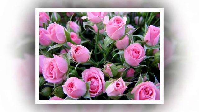 красивое и нежное поздравление с Татьяниным днем! Tatyana's day смотреть онлайн