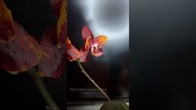 Phalaenopsis Chienlung Black Parrot "Yaphon" Орхидея Чёрный попугай #orchids #shorts #phalenopsis смотреть онлайн