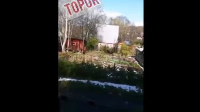 "Вы виноваты в том, что хочется нам кушать!" – приговаривали медведица и два её отпрыска, поедая кл смотреть онлайн