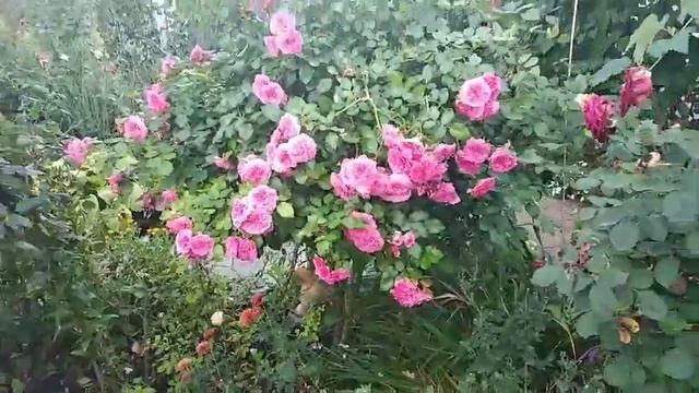 Роза Четыре сезона смотреть онлайн