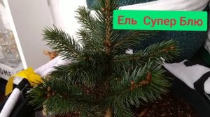 Зимовка хвойных саженцев на балконе.(2 часть)