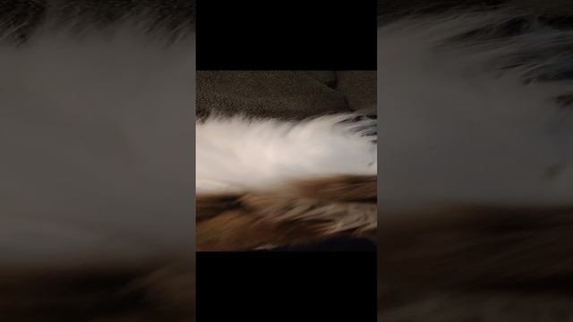 Котяка-Топотяка! смотреть онлайн