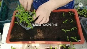 Пикирую томаты по ящикам, для дальнейшей пересадки в рассадники