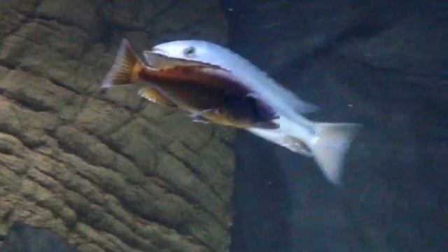 Tyrannochromis nigriventer (southern) смотреть онлайн