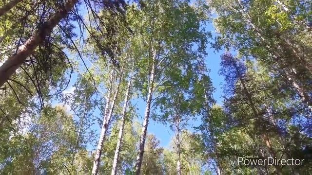 Шерали Жураев ок кайин