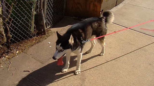 Брат Кобальта. Для Никеля смотреть онлайн