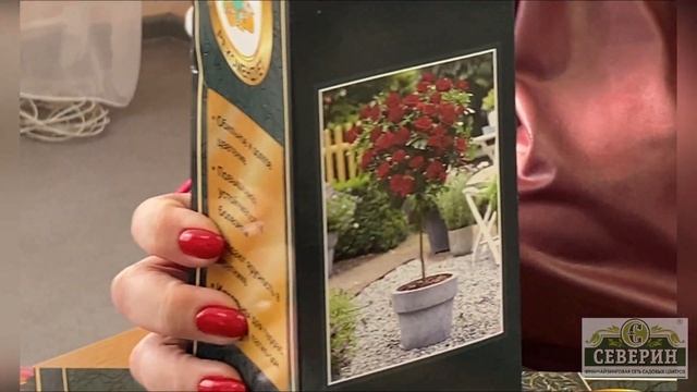 Королевские розы!!! смотреть онлайн