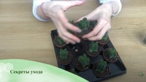 Крассула Храм Будды | Растение с Выдающейся внешностью