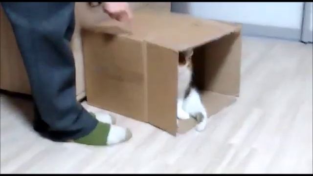 Кошка весело играет на двух лапах смотреть онлайн