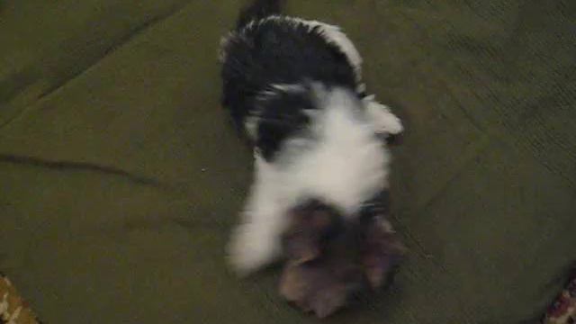 Fox terrier смотреть онлайн