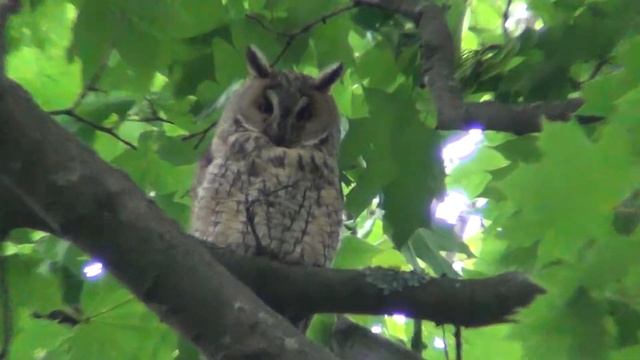 Сова или филин? смотреть онлайн