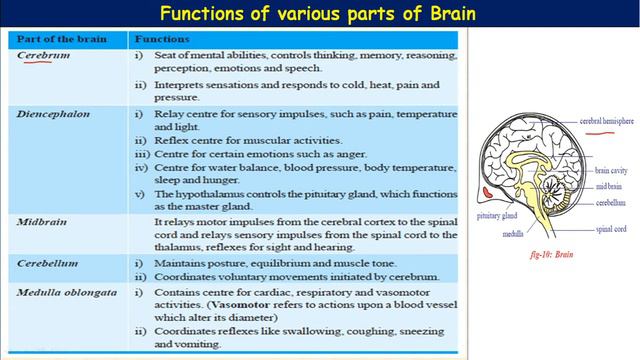10TH | BIOLOGY | COORDINATION - The Linking System | PART 03 | AIMS INDIA смотреть онлайн