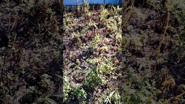 КАРТОФЕЛЬ "КОРОЛЕВА АННА"/ 2 ГНЕЗДА - 30 КЛУБНЕЙ смотреть онлайн