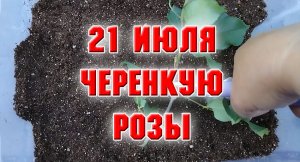 21 июля. Черенкую розы.mp4