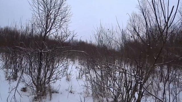 пастбище лося смотреть онлайн