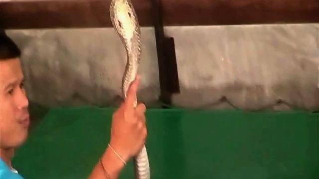 ТАЙЛАНД. ПХУКЕТ. ШОУ СО ЗМЕЯМИ.ЭКСКУРСИЯ НА ЗМЕИНУЮ ФЕРМУ. ПУТЕШЕСТВИЯ МОЕЙ СЕМЬИ. смотреть онлайн