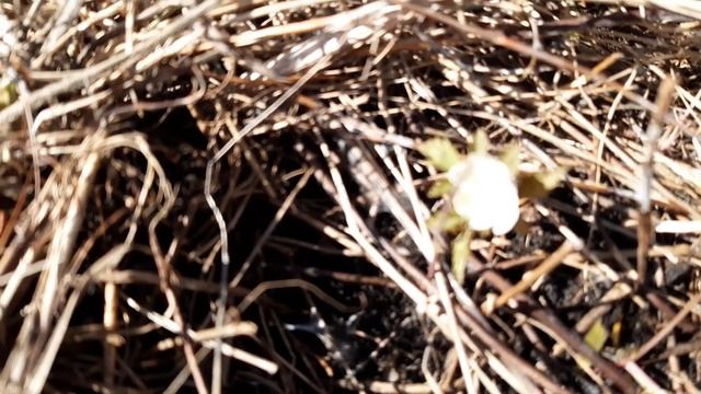 Пробуждение природы смотреть онлайн