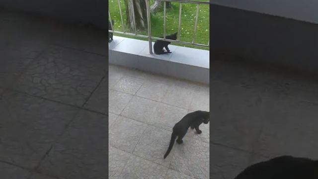 Крым, туризм и котята смотреть онлайн