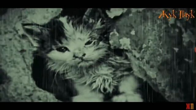 Самый троготельный стих про кота калеку?????? смотреть онлайн