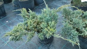 подборка  невысокий и быстрорастущий растения для укрепления склонов