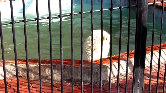 Ростик принимет водные процедуры 27.04.17 Новосибирский зоопарк смотреть онлайн