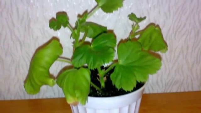 Как заставить Герань цвести? Как добиться обильного цветения Пеларгонии? смотреть онлайн