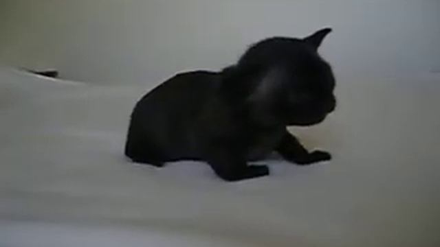 Devon Rex kitten black 3 weeks old смотреть онлайн
