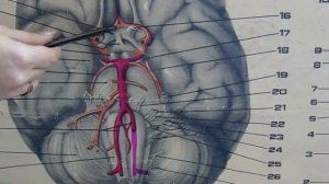 ВНУТРЕННЯЯ СОННАЯ АРТЕРИЯ