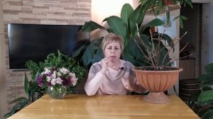 ПЕРВАЯ В МИРЕ АМПЕЛЬНАЯ ГОРТЕНЗИЯ "СБЕЖАВШАЯ НЕВЕСТА "БЕЛОСНЕЖКА"/ Садовый гид