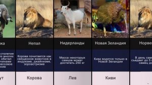 Национальные Животные Стран
