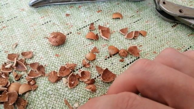 как легко очистить скарлупу от ореха фунлук или лещина своими руками смотреть онлайн