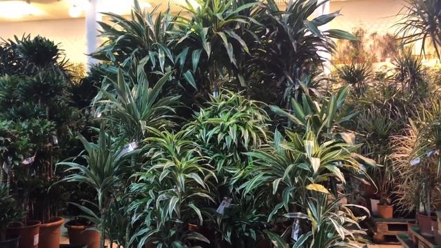 Поездка в "Крокус сити". Твой дом, оранжерея смотреть онлайн