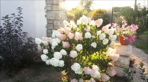 ЧТО ДЕЛАТЬ, ЕСЛИ ГОРТЕНЗИЯ НЕ ХОЧЕТ РАСТИ...