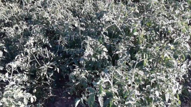 Обработка от тли. Препарат теппеки. #теппеки#тля#обработка#обрпботка_от_тли смотреть онлайн