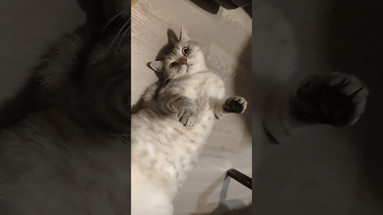 Милый котик #Shorts смотреть онлайн