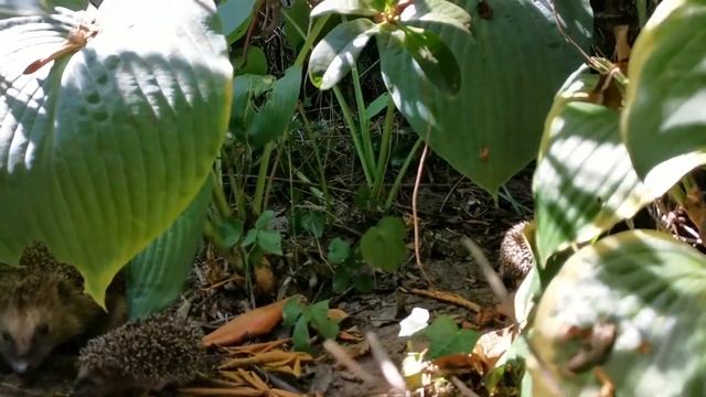 Дача как хобби. Колючая семья )) смотреть онлайн