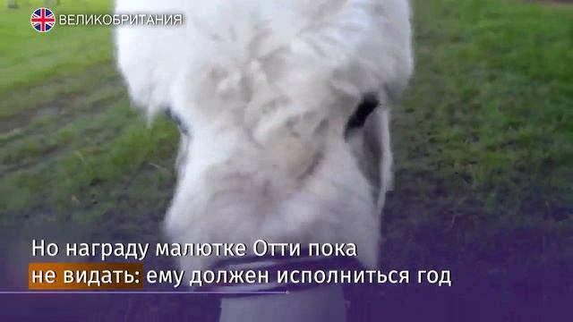 Самого маленького осла в мире нашли в Великобритании смотреть онлайн