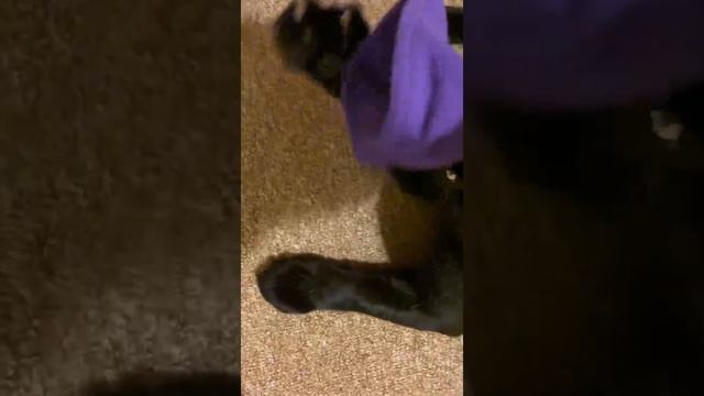 Luna the panther treats the owner ❤️/ Bed rest for Vika and Luna смотреть онлайн