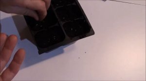 Germinating Maximilian Sunflower, Helianthus maximiliani