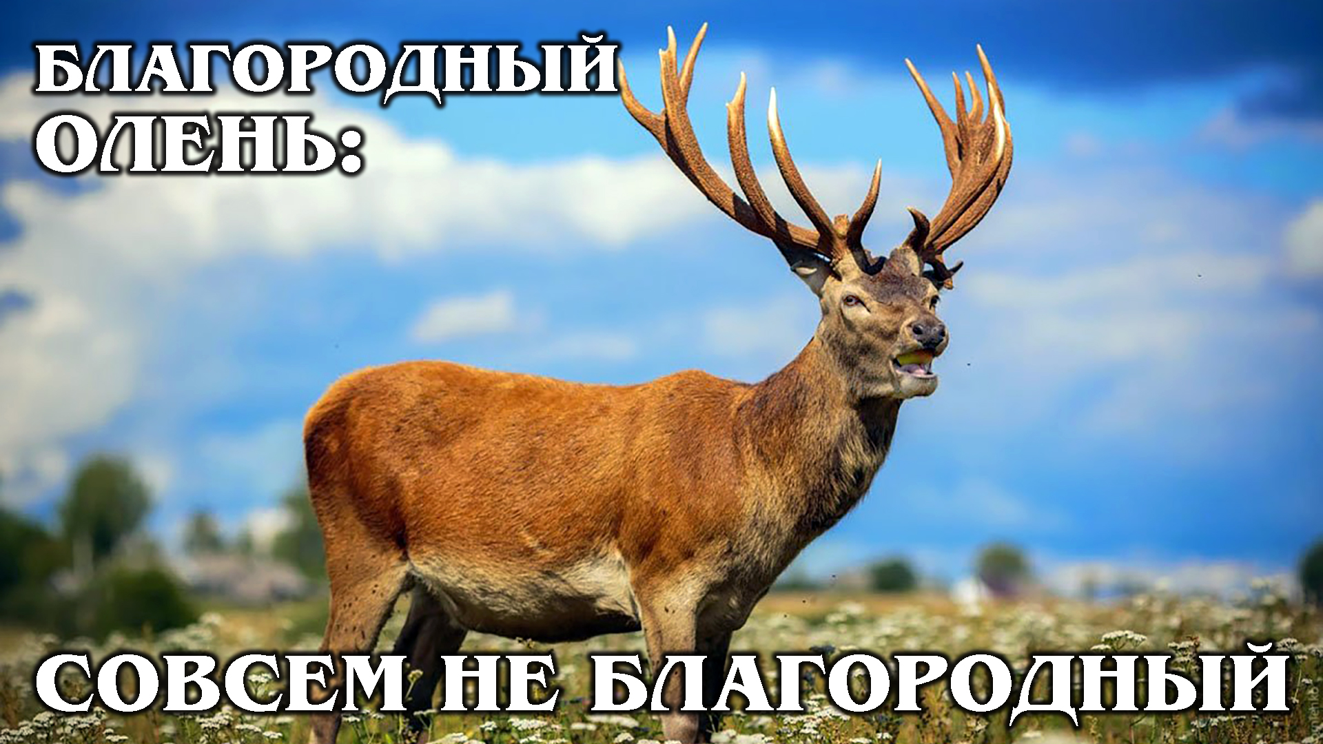 БЛАГОРОДНЫЙ ОЛЕНЬ: Панты самого красивого оленя стоят дороже золота | Интересные факты про животных смотреть онлайн