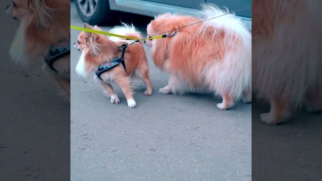 Собачка Элис на улице знакомит кошку Баттерс с другими собаками