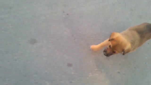 Щенок в добрые руки смотреть онлайн